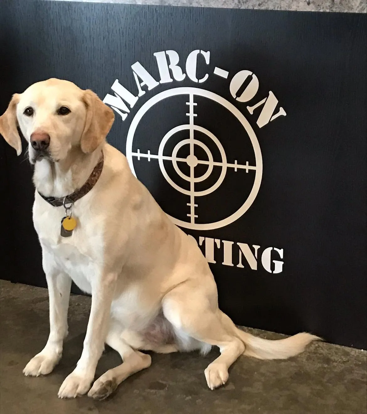 A yellow dog posed in front of the Marc-On Shooting logo