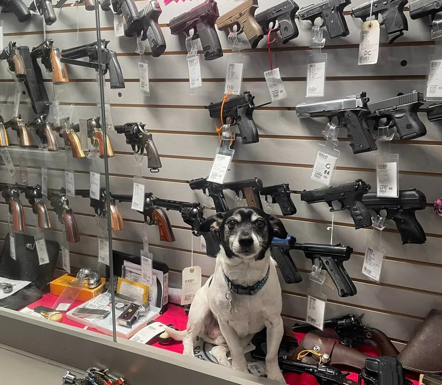 A black-and-white shop dog sitting in front of the Marc-On handgun display